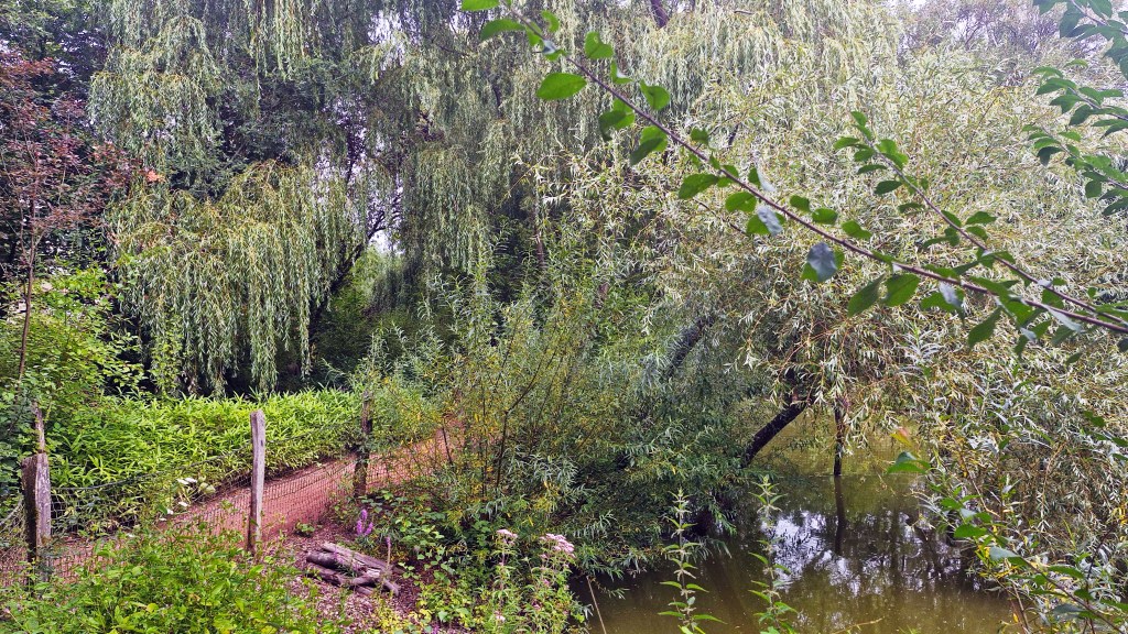 Photo de paysage touffu et compliqué, qui évoque une certaine densité, avec un point d'eau et un chemin; un jungle qu'il est sans doute possible de traverser, en fait